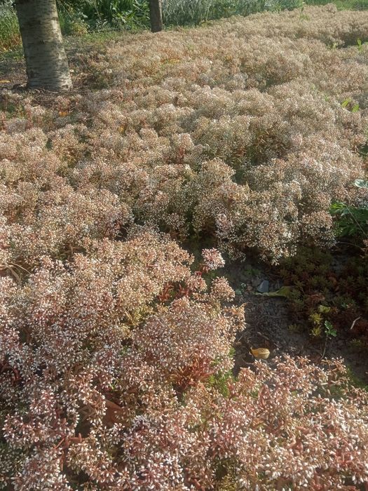 Продам грунтопокривні рослини,по 30грн.великі кущі,чистець та седуми,