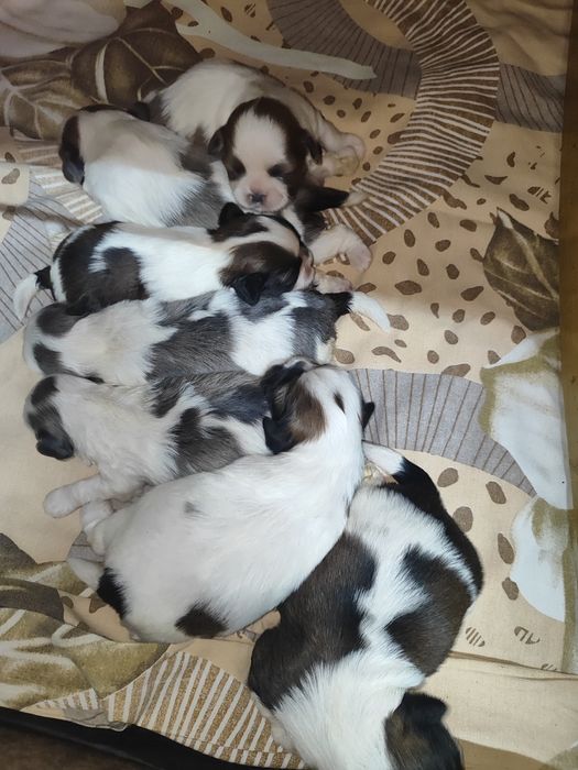 Shih tzu do rezerwacji