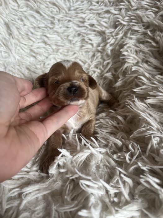Wyjątkowy piesek cockapoo f1b mama cockapoo tata pudel toy red unikat