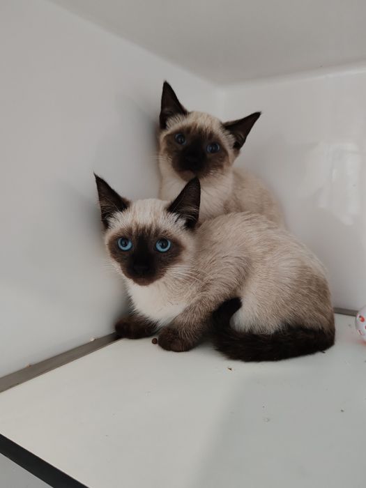 Dou gatinha siamesa