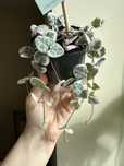 Церопегія Ceropegia woodii var. Senecio Сенеціо