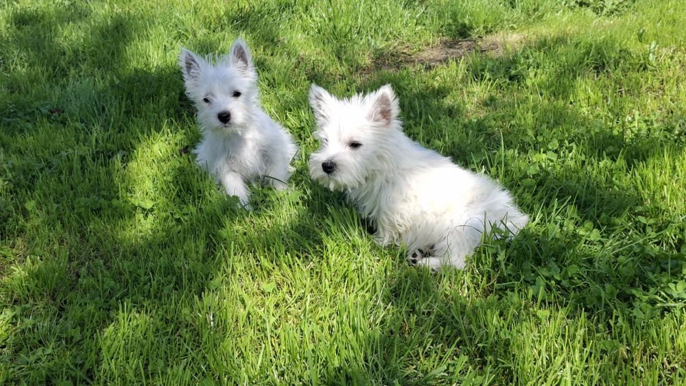 West highland white terrier