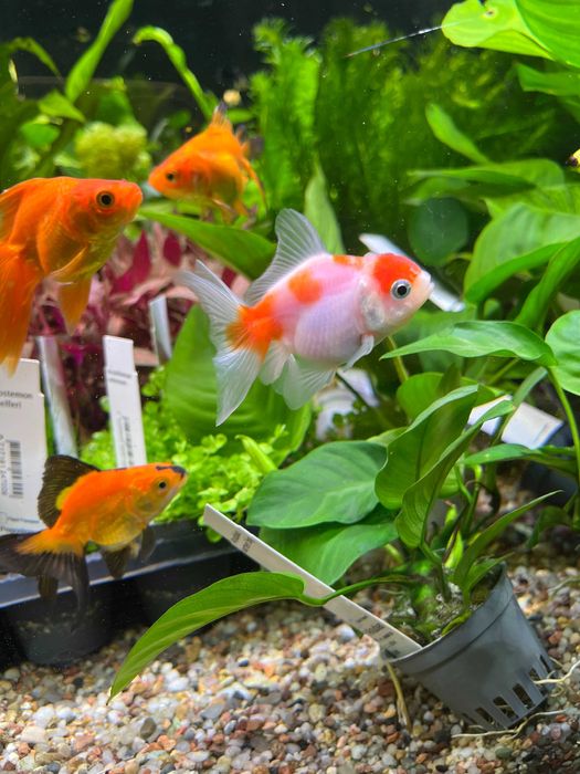 Welon Oranda Sklep Zoologiczny Discus