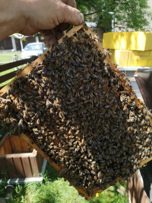 Odkłady pszczele ule wielkopolskie ramki dotacje