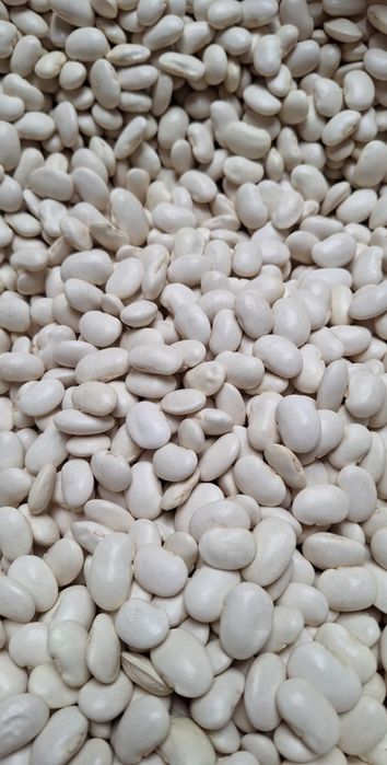 Fasola jaś karłowy 10kg