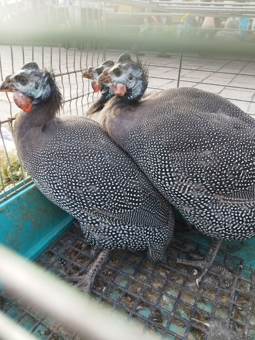 Perliczki brojlerowe i półbrojlerowe młode i dorosłe.