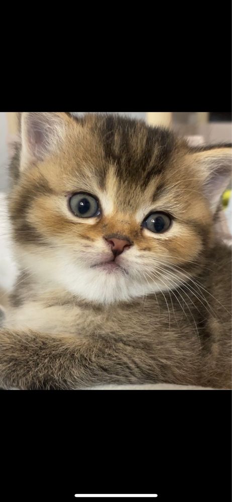 Шотландские прямоухие котята в окрасе черно золотая шиншилла