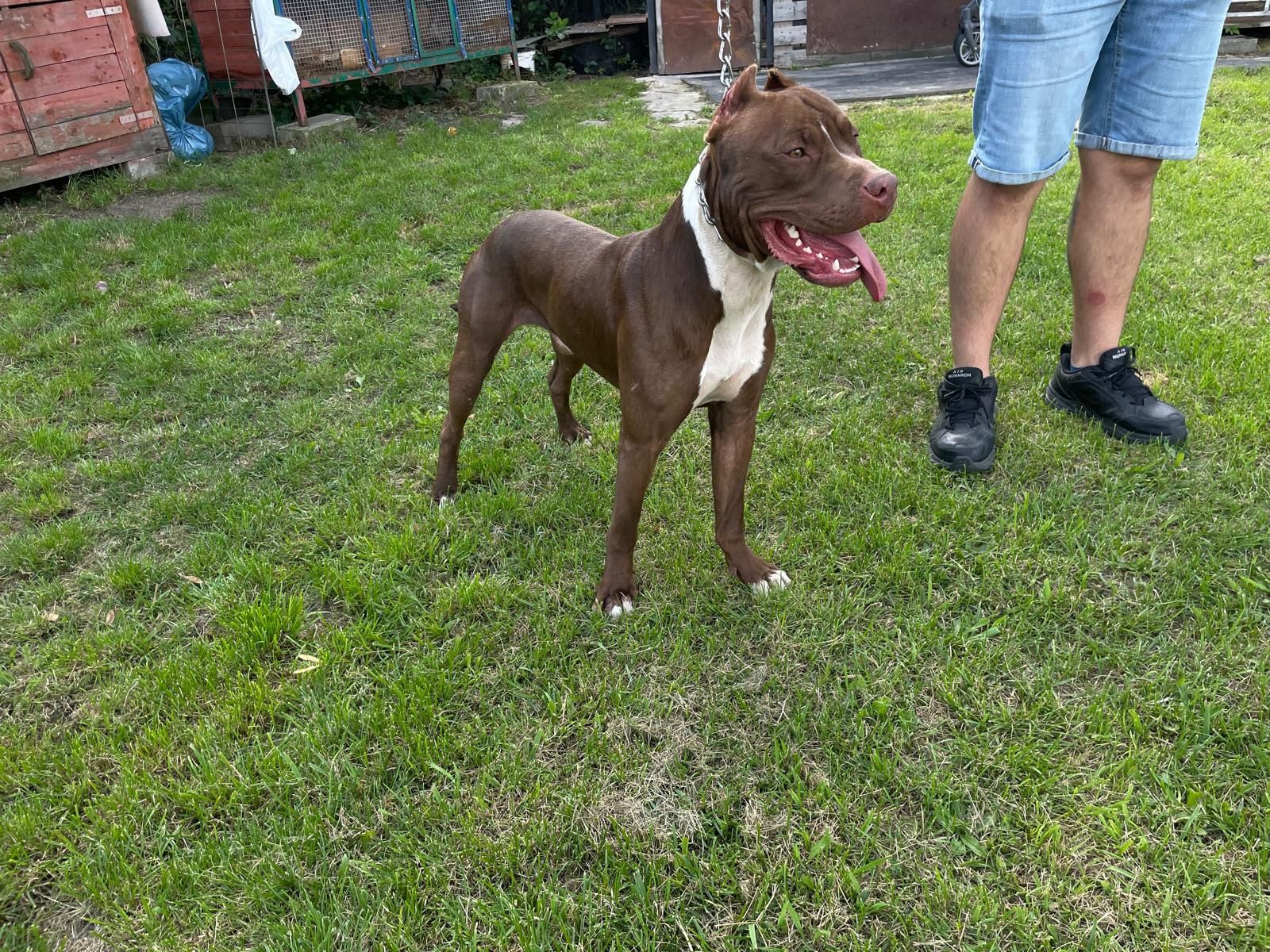 Pies  Pit Bull Red nose