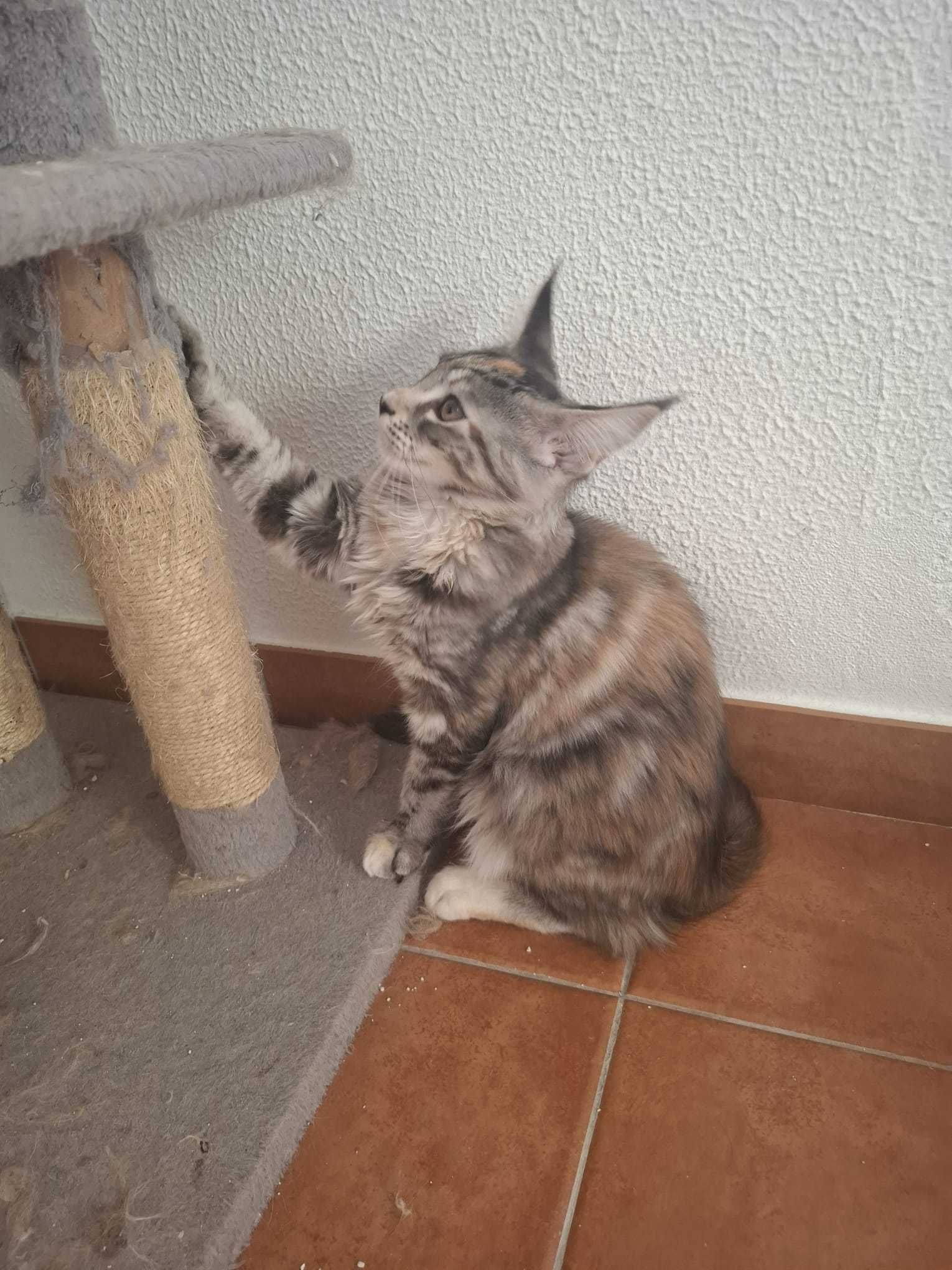 Gatinha Maine Coon