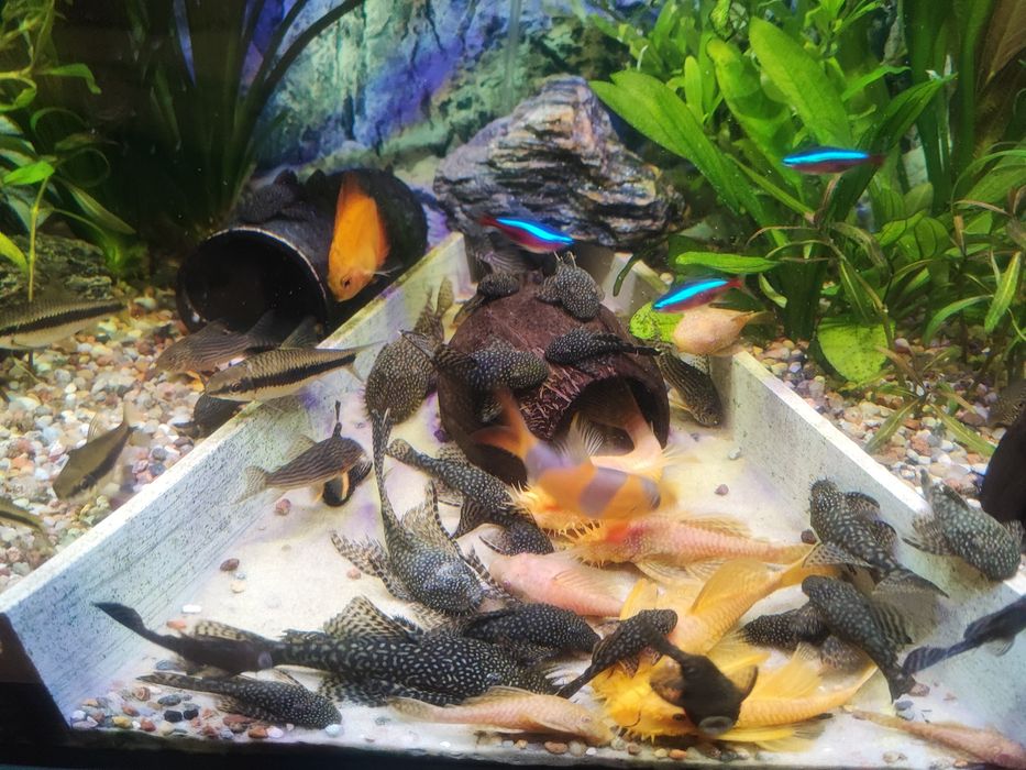 Zbrojniki zostały  czarne  40zl