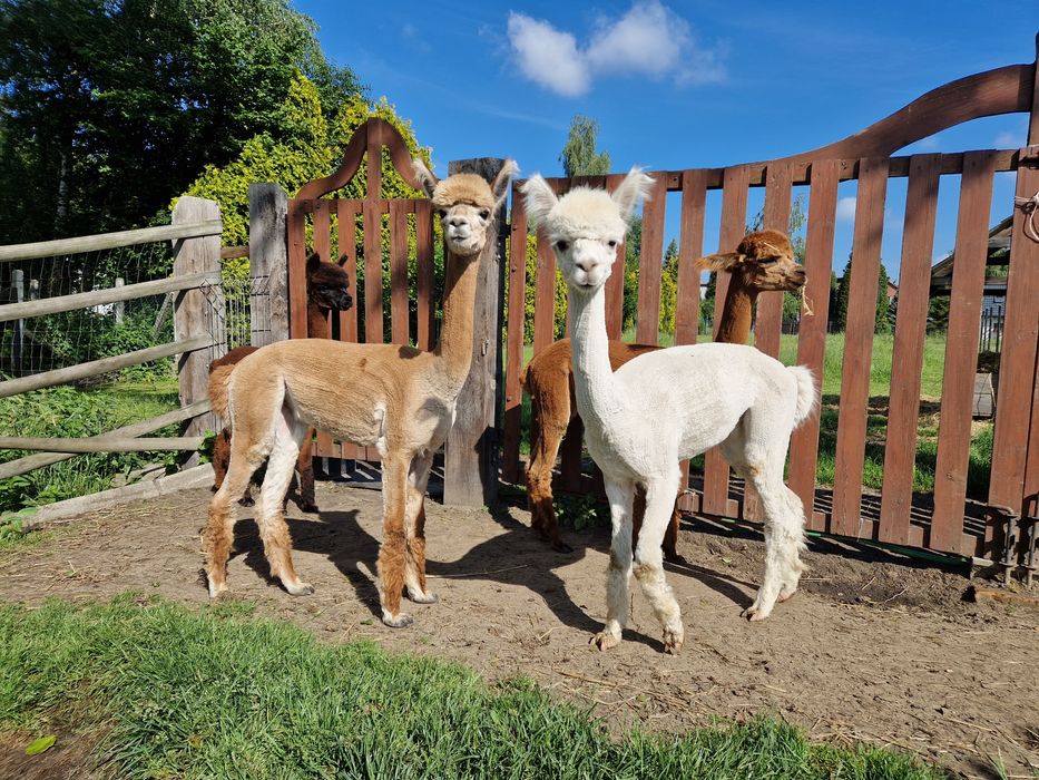 Alpaka, Alpaki huacaya Młoda Samica hodowla Alpaluka