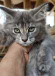 Śliczna szylkretowa koteczka  Maine Coon LATIKA Ashantu*PL