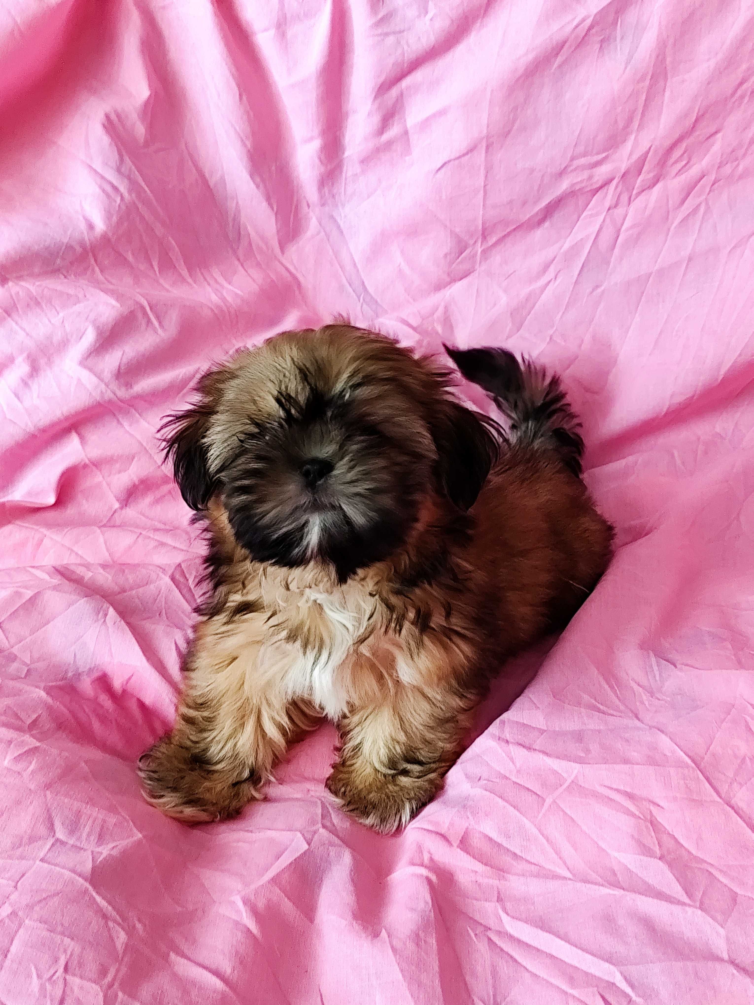 Shih Tzu Szczeniaki Suczka