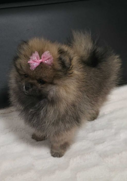 Piękna suczka Pomeranian szpic miniaturowy