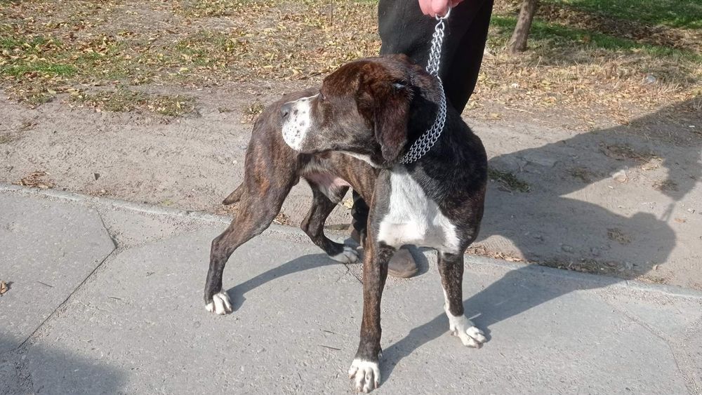 Зевс шукає родину , стаффорд /метис