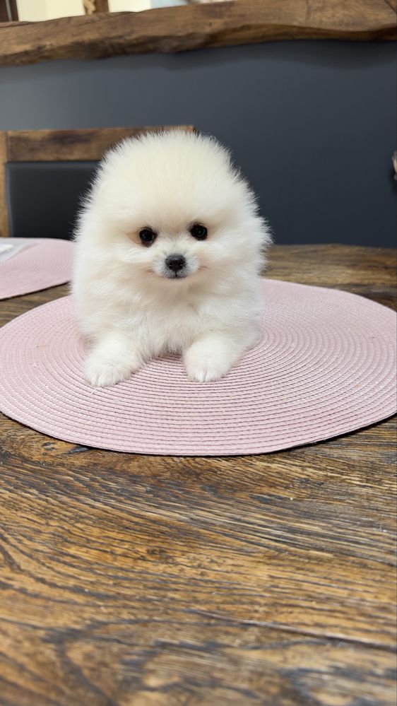 Pomeranian 1 samiec