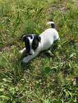 Jack Russell Terrier
