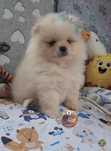 Śliczny piesek Szpic Miniaturowy-Pomeranian