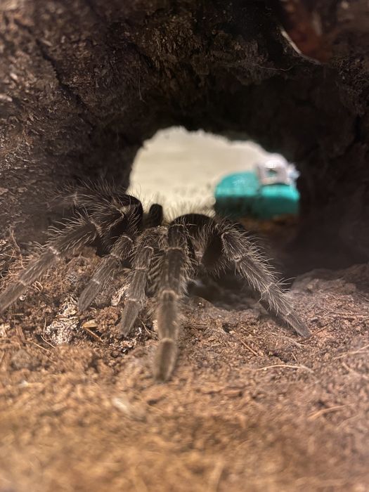 Lasiodora parahybana z terrarium ptasznik