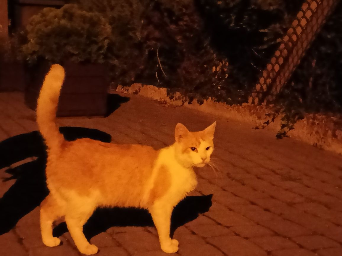 Pilne! Kocurek do adopcji!