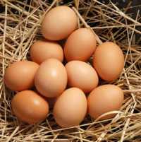 Куриные домашние яйца.