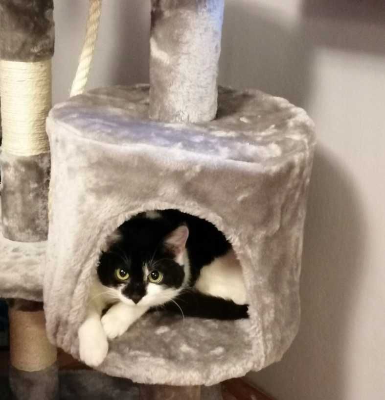 Drapak domek legowisko wieża do drapania dla kota kot