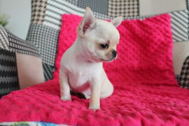 Chihuahua maleńki piesek krótkowłosy rodowód FCI