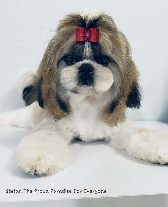 Ши-тцу хлопчик (документи КСУ)