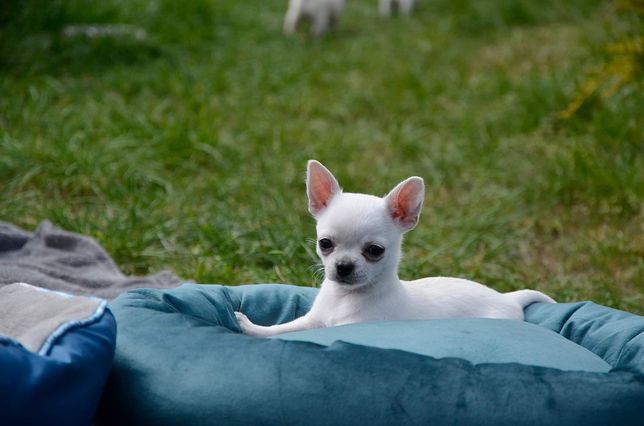 Chihuahua, dziewczynka, prawdziwy rodowód FCI