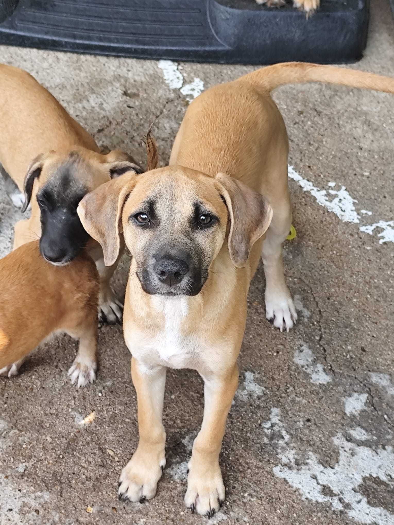 5 PUPPY'S PARA ADOÇÃO
