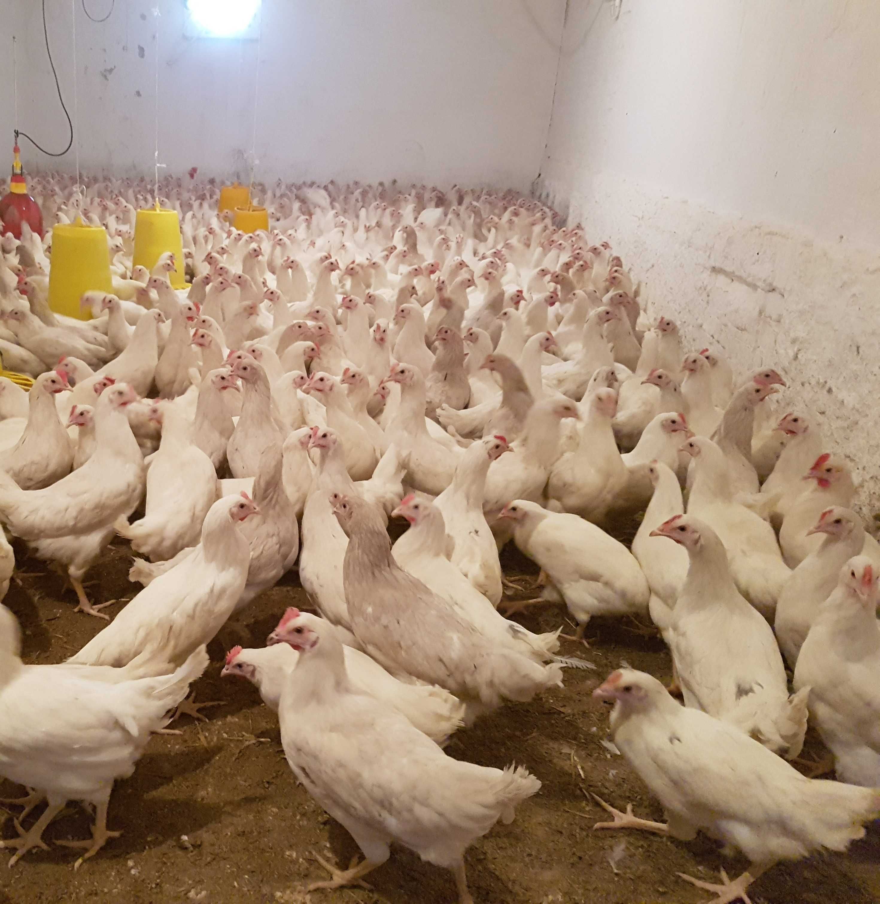 Kury kokoszki nioski Tetra biała jak leghorn odchowana