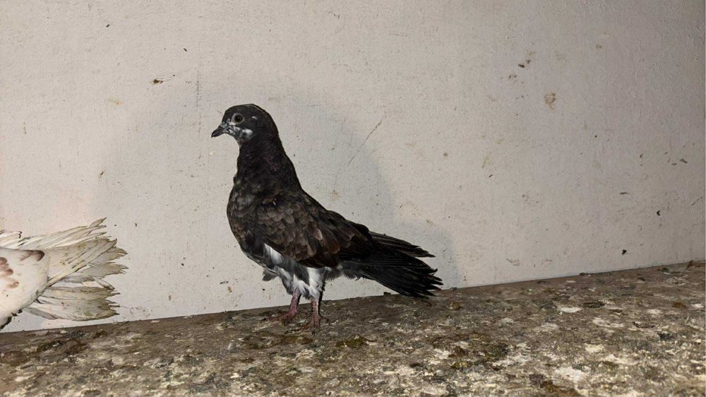 sprzedam golebie szaryki