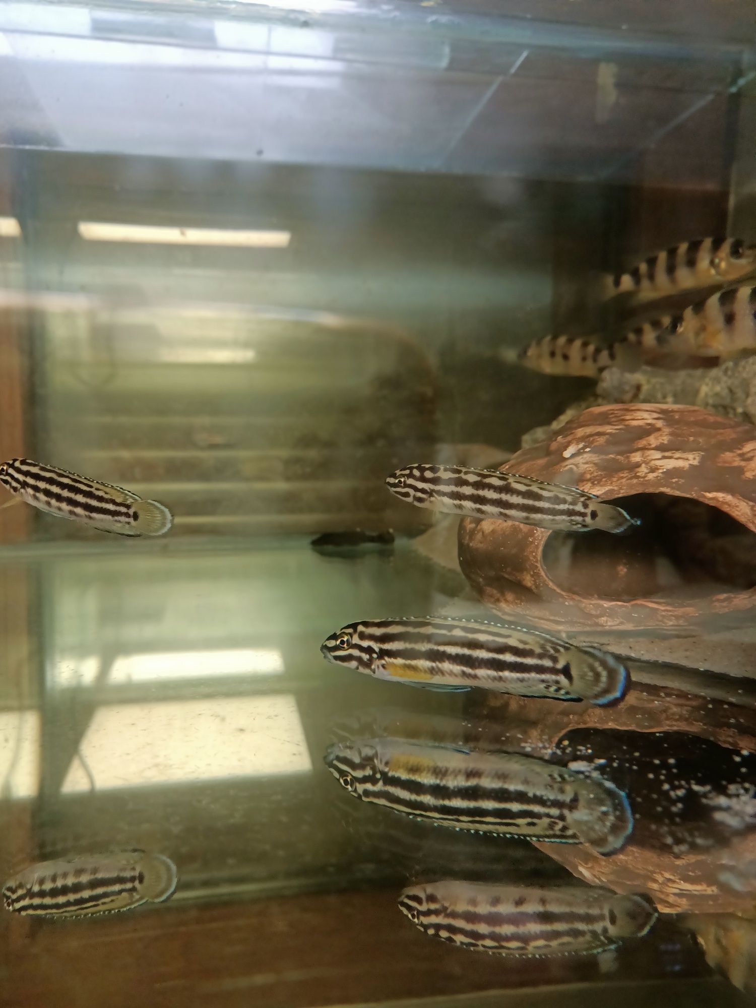 Julidochromis regani chisanse tanganika naskalnik