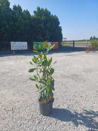 Magnolia GRANDIFLORA Glallisoniensis zimozielona