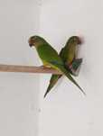 Casal de Aratingas áurea