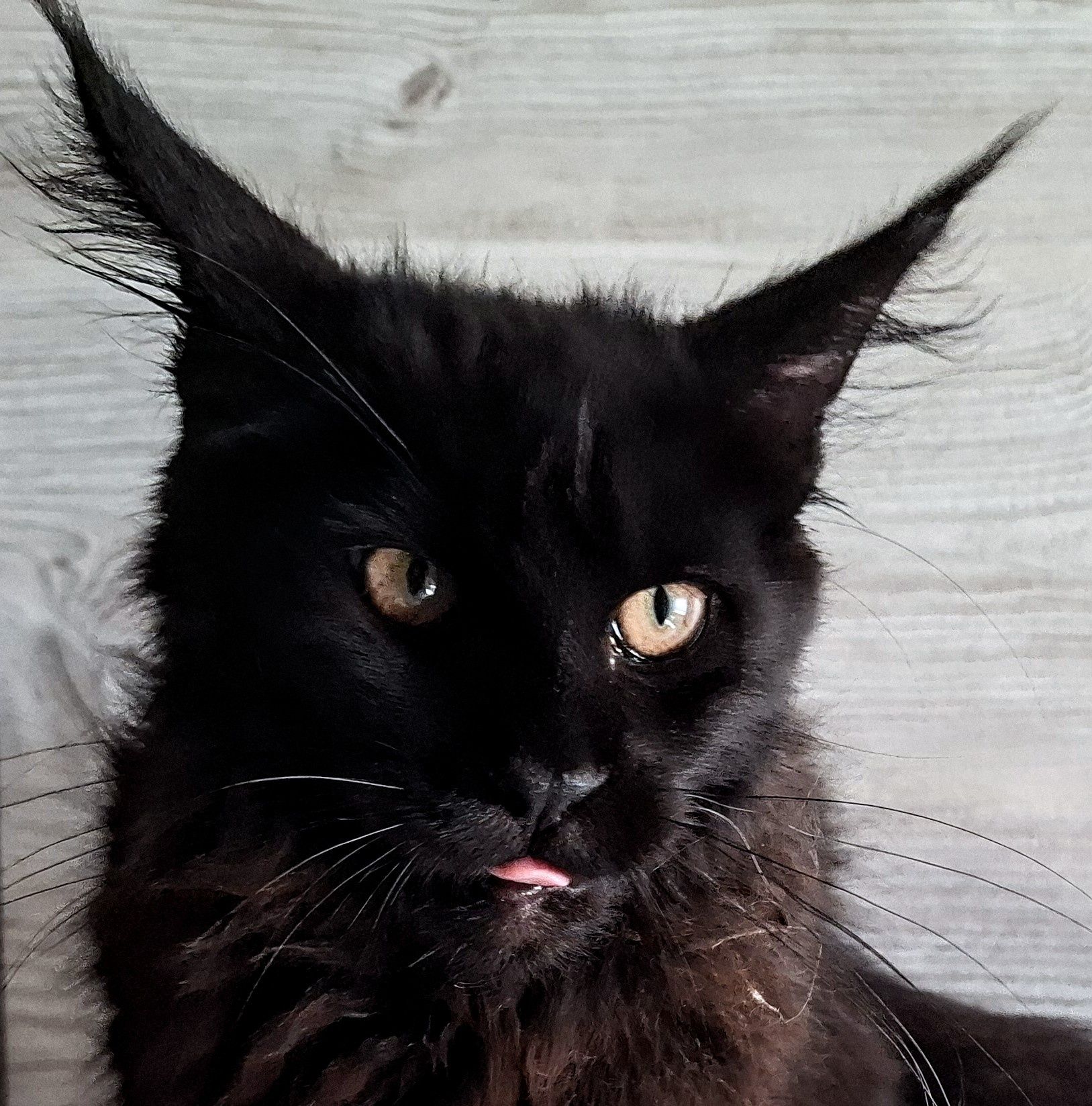 Piękna kotka Maine Coon FPL