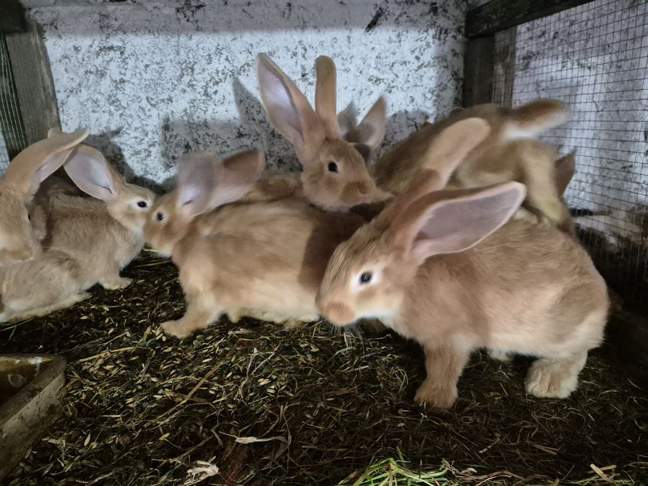 Króliki młode na sprzedaż