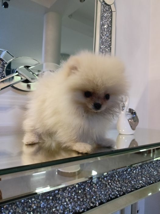 Szpic miniaturowy Pomeranian ZkwP FCI