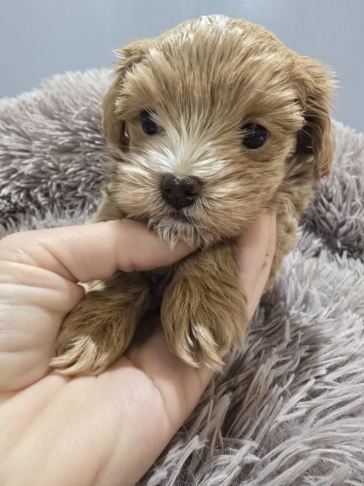Maltipoo chłopiec samiec mini