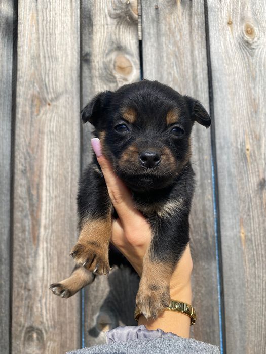 Oddam pieski Wirkowice