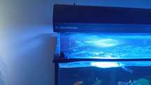 Giesemann aurora hybryda 4x39w, 2x85w