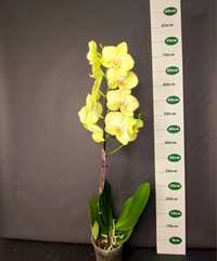 Орхідея Ферара 310грн