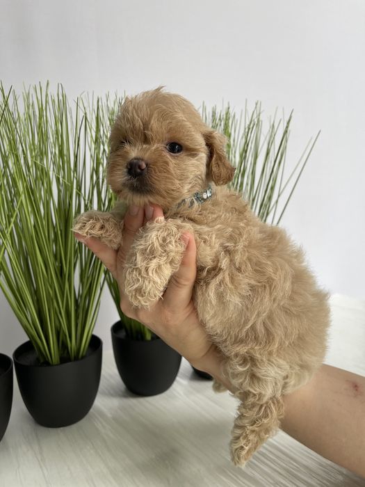 VIP Мальтипу F1 — 4 цуцика шукають новий дім