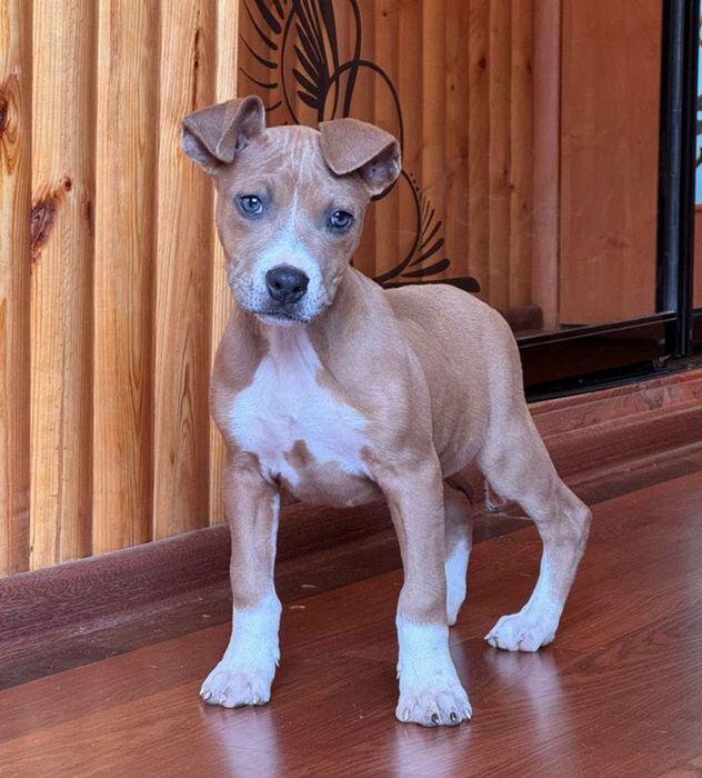 Чекають  нову родину АСТ