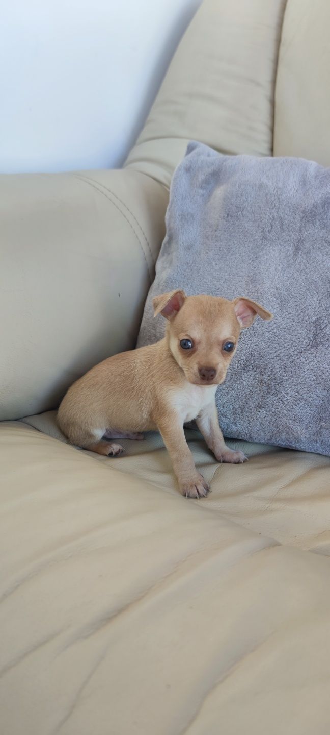 Chihuahua bege de pêlo curto (macho)