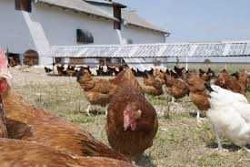 Kury Nioski kurki Rosa Leghorn Sonia Lohman Tetra.Kury z jajkami.DOWÓZ