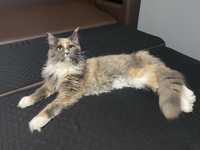 Cudowna koteczka Maine Coon. MCO