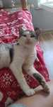 Uratuj,kot z FIV do adopcji,do psa lub koci jedynak,pokochaj,cudowny
