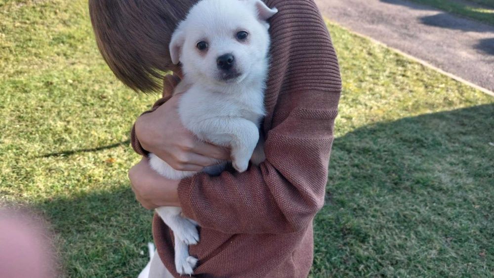 Małe pieski szukają nowego domu tata Szpic niemiecki