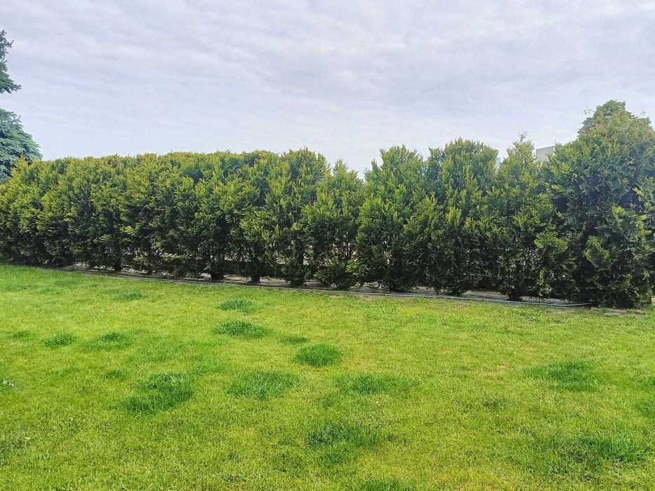 Sprzedam tuje  16 szt